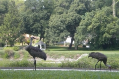 Golf-Course-005