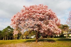 Golf-Course-009