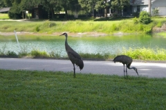 Golf-Course-011