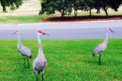 Golf-Course-027