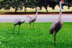 Golf-Course-029