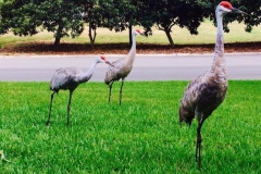 Golf-Course-039
